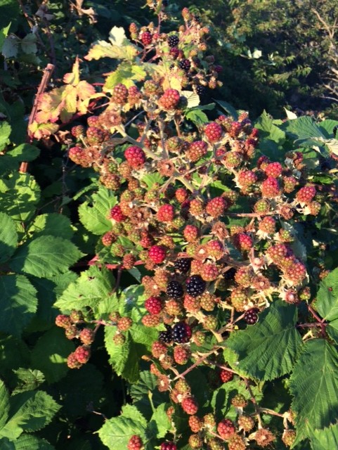 Blackberries 2