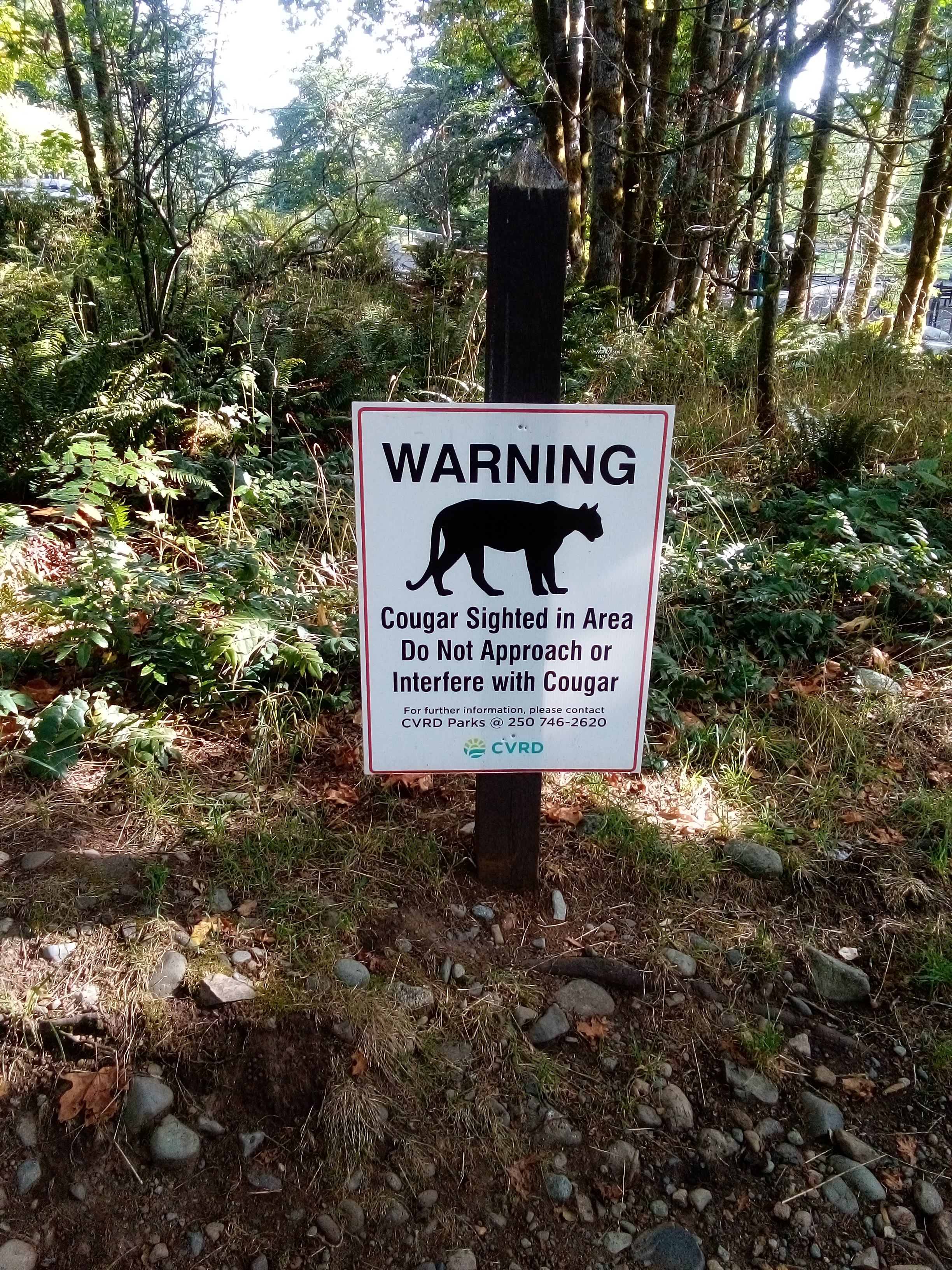 Cougar sign